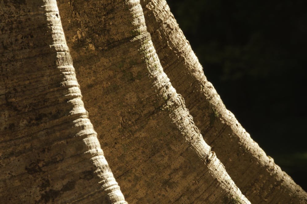 Detail of tree trunk with buttress roots. Scientific name Ficus glabrata - Moraceae (mulberry family) from South America. Photo location Hoomaluhia Botanical Garden, Kaneohe, Oahu, Hawaii